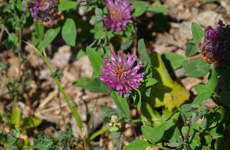 Mittlerer Klee (Trifolium medium) - © Bernard Wieser